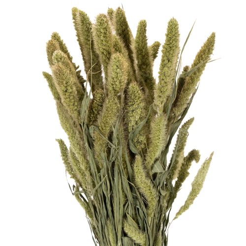 Artikel Borstenhirse Setaria Trockenblumen für rustikale und stilvolle Wohnaccessoires 75cm 220g