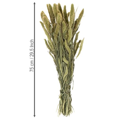 Artikel Borstenhirse Setaria Trockenblumen für rustikale und stilvolle Wohnaccessoires 75cm 220g