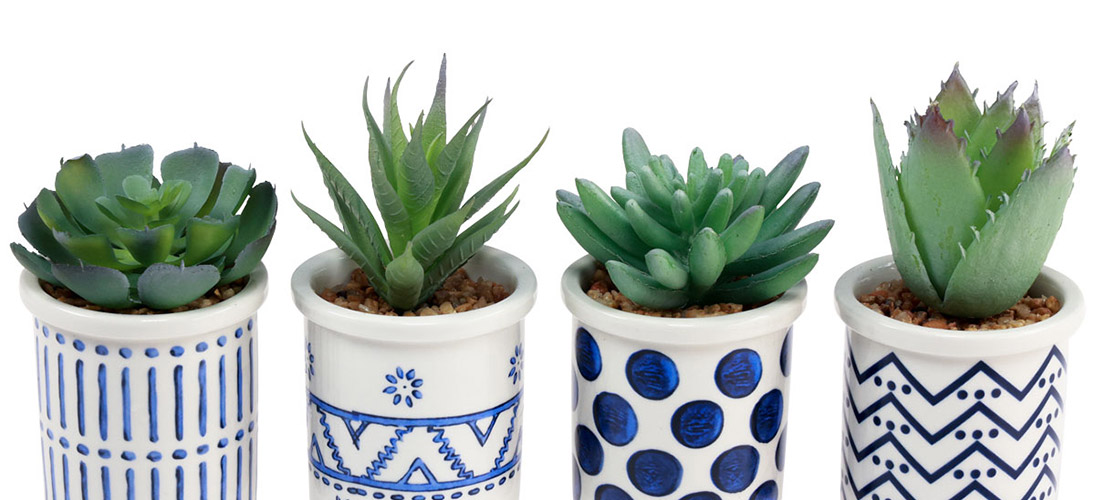 Kakteen & Sukkulenten