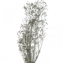 Artikel Trockenblume Massasa Geweißt Dekozweige 50-55cm Bund von 6St