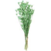 Artikel Trockenblumen Schwarzkümmel Grün Nigella 50cm 100g
