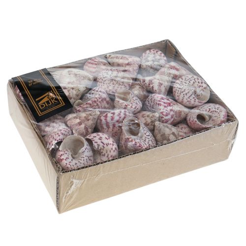 Floristik24 Maritime Deko Schneckenhäuser Deko Rosa Trochus Maculatus 1100gr