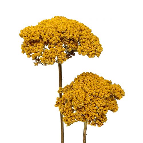 Artikel Achillea 500g Natur