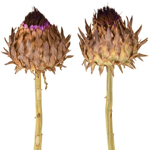Artikel Artschockenblüte Artischocke getrocknet Cynara Ø9cm 16 St