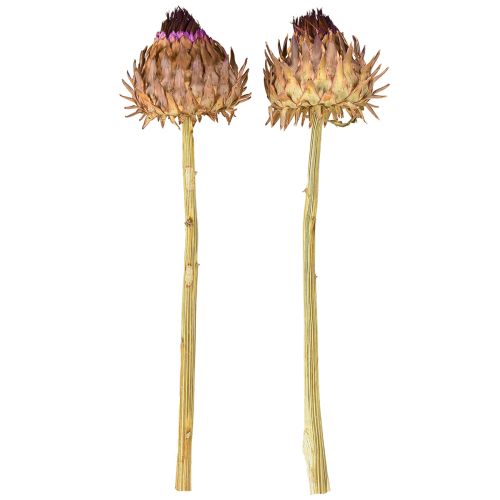 Artikel Artschockenblüte Artischocke getrocknet Cynara Ø9cm 16 St