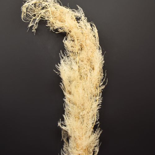 Artikel Asparagus Trockengräser Zierspargel Apricot 90cm 5 St