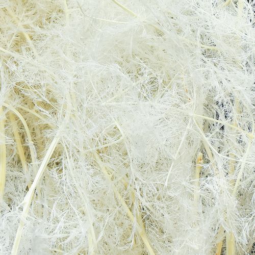 Artikel Asparagus Trockengräser Zierspargel Creme 90cm 5 St