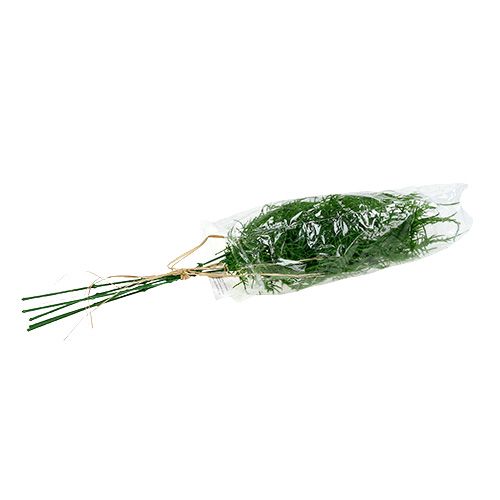Floristik24 Asparaguszweig 50cm Grün 5St