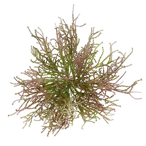 Floristik24 Calocephalus Rosa/Grün 21,5cm