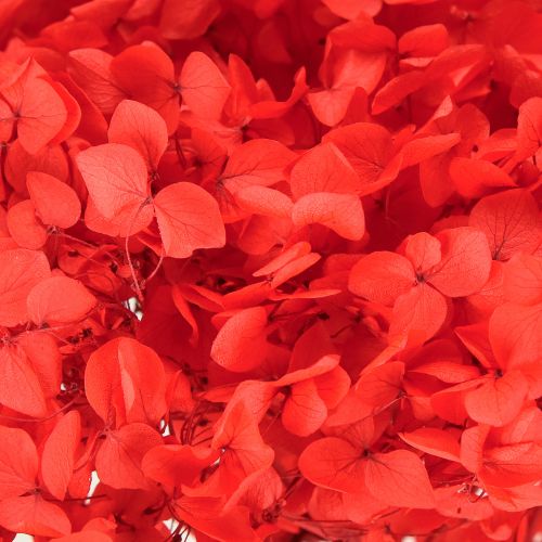 Artikel Deko Hortensie konserviert getrocknete Blume für elegante Raumgestaltung