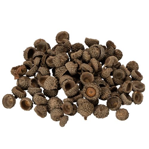 Artikel Eichelkappen aus Naturmaterial ca. 2 cm Braun 300 g für Herbst- und Adventsdekoration