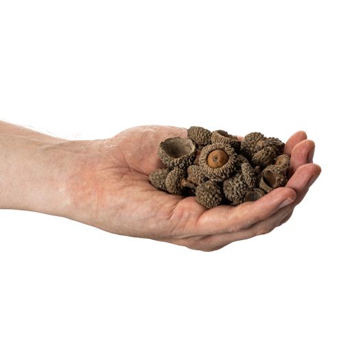 Artikel Eichelkappen aus Naturmaterial ca. 2 cm Braun 300 g für Herbst- und Adventsdekoration