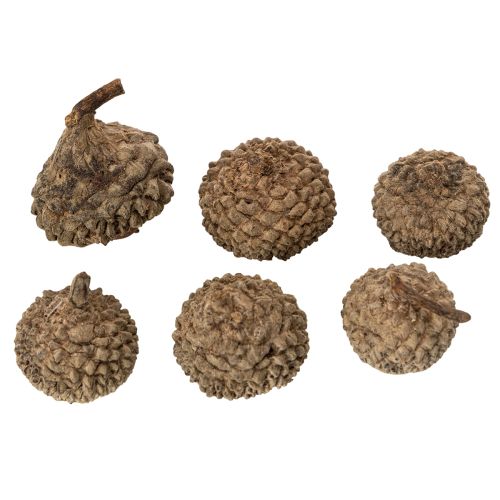 Artikel Eichelkappen aus Naturmaterial ca. 2 cm Braun 300 g für Herbst- und Adventsdekoration