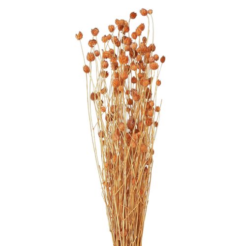 Erdbeerdistel Trockenblumen Distel Deko Terracotta 68cm 100g