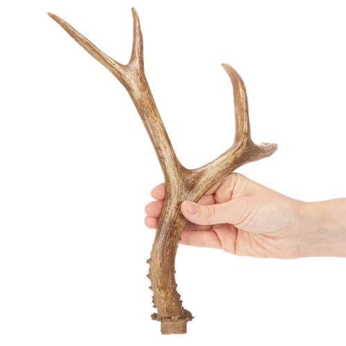 Artikel Künstliches Geweih aus Polyresin in natürlicher Optik 32cm
