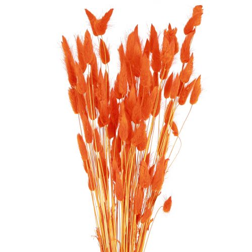 Artikel Hasenschwanzgras Lagurus Getrocknet Orange 50-60cm 50g