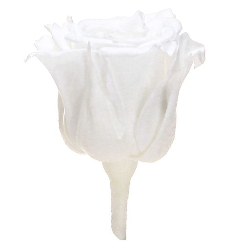 Floristik24 Infinity Rosen Echte Rosenköpfe Mini Rosen Weiß Ø3cm 16 St