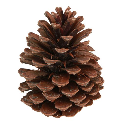 Floristik24 Kiefernzapfen Pinus Maritima Seekiefer Zapfen Deko 12-13cm 3 St