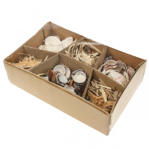 Floristik24 Maritime Deko Muscheln Seesterne Bastelmaterial Steudeko