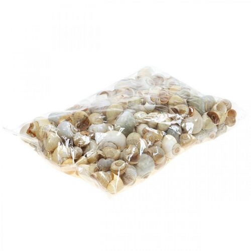 Floristik24 Maritime Deko Schneckenhaus Natur Schnecken leer 2–5cm 1kg