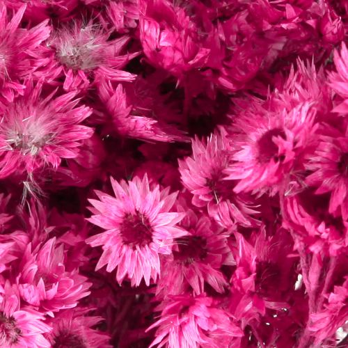 Artikel Mini Strohblume Pink Trockenblumen Felsblume H20cm 15g