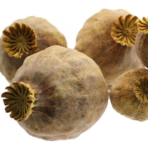 Floristik24 Mohnkapsel groß Trockenblumen Gelb Papaver Deko Mohn 5 St