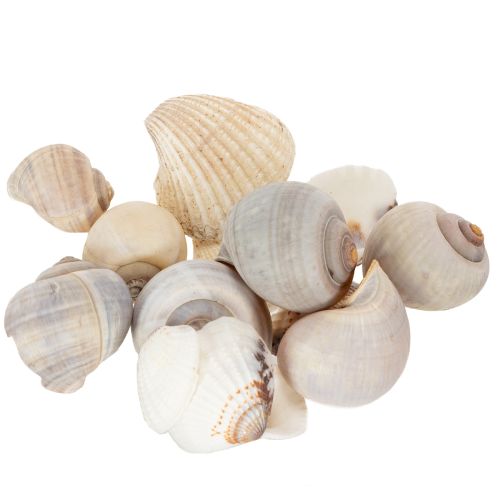 Artikel Natürliche Muscheln und Schnecken 500g - Maritime Dekoration in Naturfarben für Innenräume