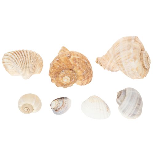 Artikel Natürliche Muscheln und Schnecken 500g - Maritime Dekoration in Naturfarben für Innenräume
