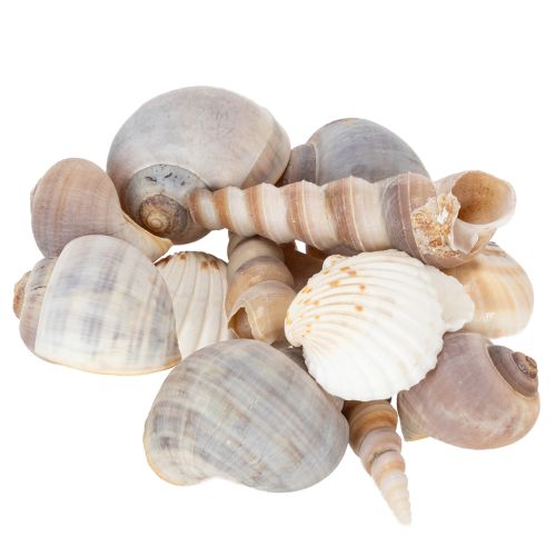 Artikel Muscheln und Schnecken aus Naturmaterial für maritime Dekoration, 500g, weiss-beige-grau