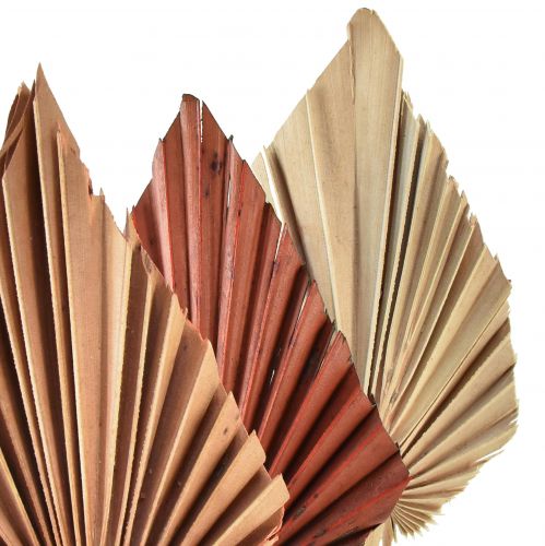 Artikel Palmspear mini sortiert Marocco 30 St