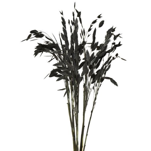 Artikel Plattährengras Chasmantium Schwarz 70cm Trockenblumen Deko 10 Stk