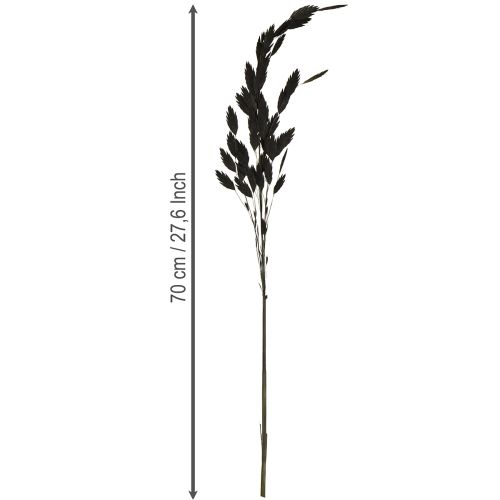 Artikel Plattährengras Chasmantium Schwarz 70cm Trockenblumen Deko 10 Stk