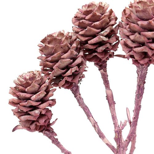 Artikel Salignum brombeer gefrostet 25St