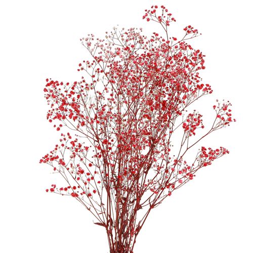 Floristik24 Schleierkraut Gypsophila Trockenblumen Rot 50cm 55g