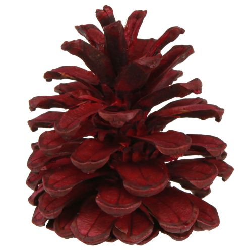 Floristik24 Schwarzkiefernzapfen Bordeaux Deko Zapfen Rot 6-8cm 6 St