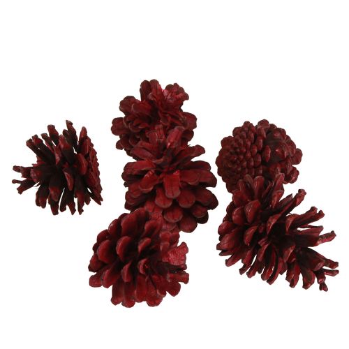 Artikel Schwarzkiefernzapfen Bordeaux Deko Zapfen Rot 6-8cm 6 St