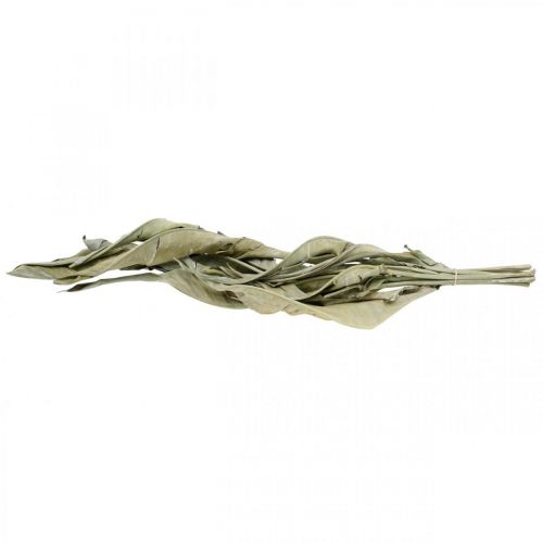 Floristik24 Strelitzienblätter getrocknet Grün gefrostet 45-80cm 10 St