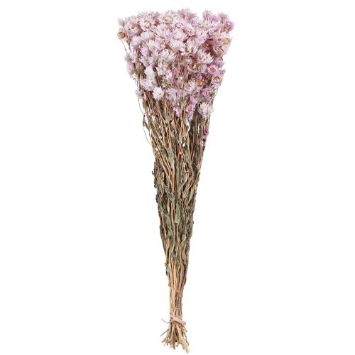 Floristik24 Trockenblumen Bund Trockendeko Kamille Pink 65cm 50g