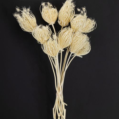 Artikel Trockenblumen Creme Fenchel Gebleicht 45cm Bund 10 St