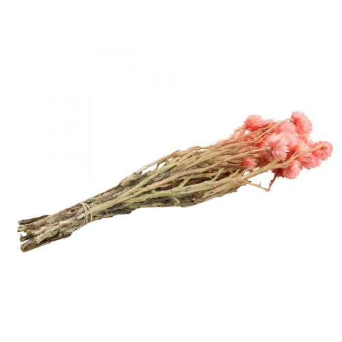 Artikel Trockenblumen Capblumen Lachs Strohblumen H42cm