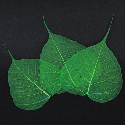 Artikel Willowblätter skelettiert Grün Naturdeko Deko-Blätter 200 St