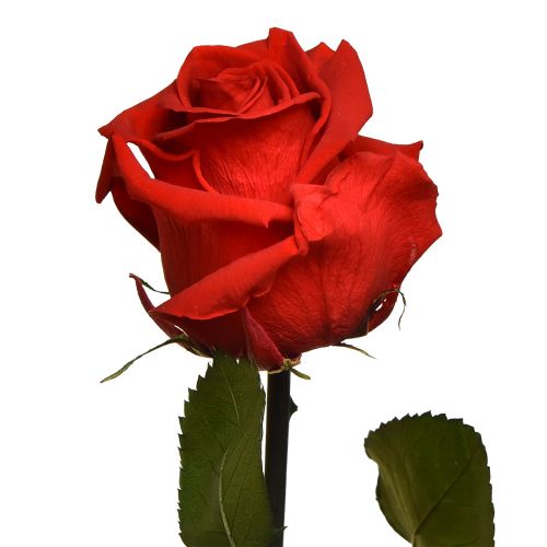 Artikel Amorosa Rot Infinity Rose mit Blättern Konserviert L54cm