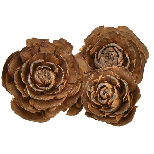 Floristik24 Zapfen von Zeder geschnitten als Rose Cedarrose 4-6cm natur 50St.