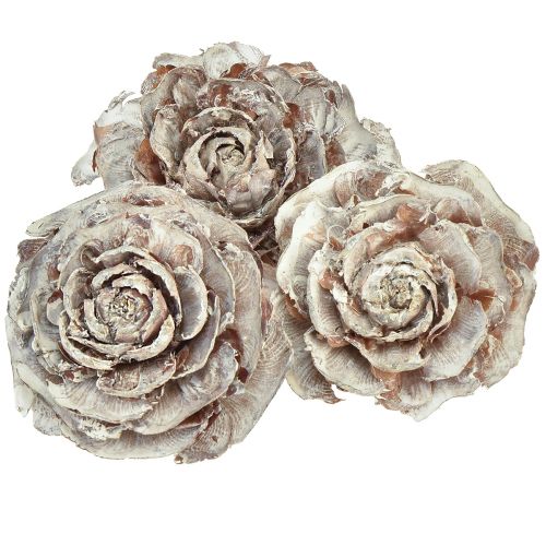 Zeder Zapfen geschnitten wie Rose Cedarrose 4-6cm weiß/natur 50 Stück