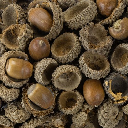 Artikel Naturkranz Herbstdeko Eicheln Türkranz Wandkranz DIY Ø30cm