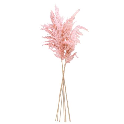 Artikel Pampasgras getrocknet Rosa Trockenfloristik 65-75cm 6St im Bund