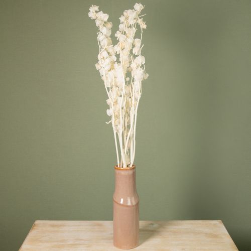 Artikel Physalis getrocknet Gebleichte Lampionblume Deko Nicandra 75-80cm 100g