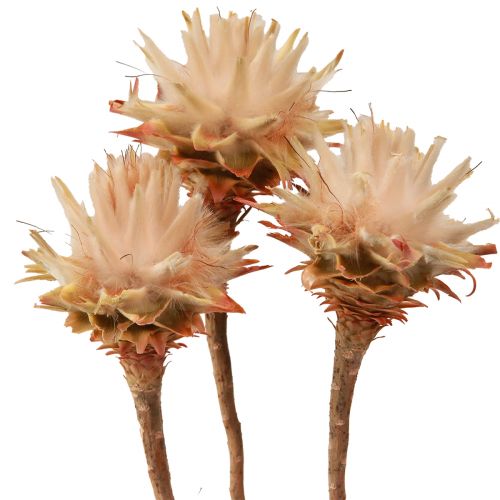 Artikel Leucospermum Plumosum Silberbaum Blüten Hell 25 St