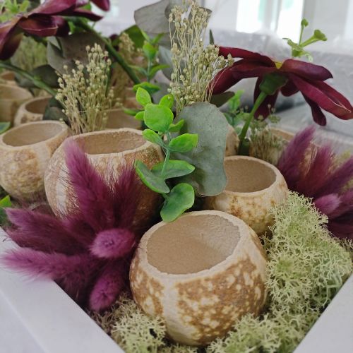 Artikel Samtgras Violett, Hasenschwanz-Gras, Lagurus L18-50cm 25g