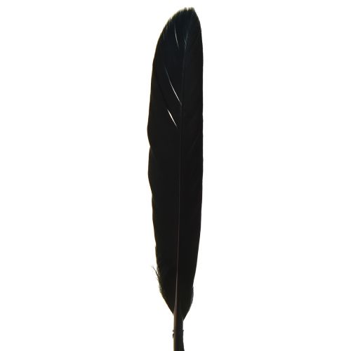 Artikel Schwarze Federn Deko Gänsefedern Schwarz 11-14cm 180 St